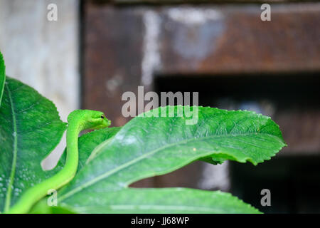 FUENGIROLA, ANDALUCIA/SPAIN - JULY 4 : Green Mamba (Dendroaspis angusticeps) at the Bioparc Fuengirola Costa del Sol Spain on July 4, 2017 Stock Photo