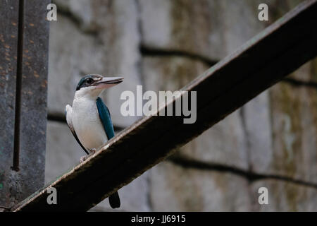 FUENGIROLA, ANDALUCIA/SPAIN - JULY 4 : Sacred Kingfisher (Todiramphus sanctus) at the Bioparc in FuengirolaCosta del Sol Spain on July 4, 2017 Stock Photo