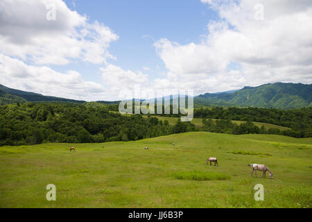 Ranch in Hokkaido Stock Photo