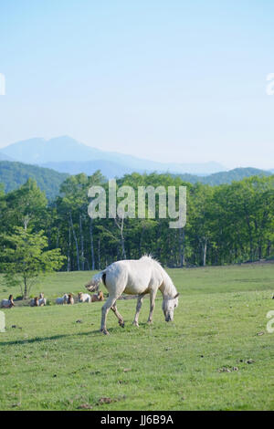 White Horse in Ranch Stock Photo