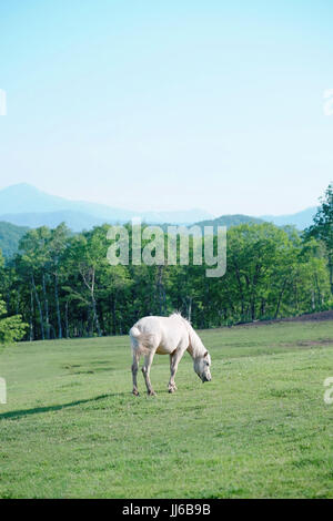 White Horse in Ranch Stock Photo