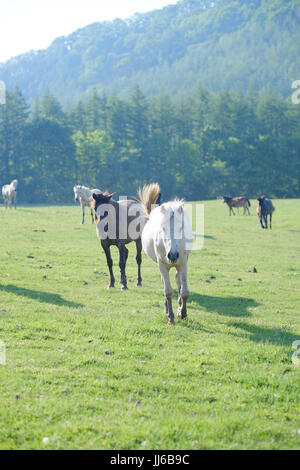 White Horse in Ranch Stock Photo