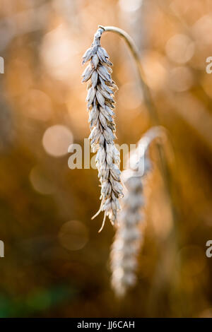 Close-up view of ripe wheat ear growing in field. Blurred background in golden light, nice and natural bokeh. Stock Photo