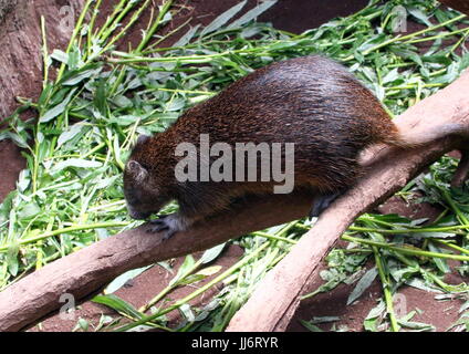 Juvenile Cuban or Desmarest's Hutia (Capromys pilorides) climbing down a branch. Stock Photo