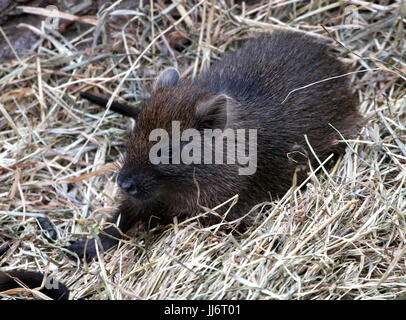 Baby Cuban or Desmarest's Hutia (Capromys pilorides). Stock Photo