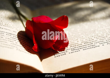 One red tulip in a opened book, romantic background Stock Photo