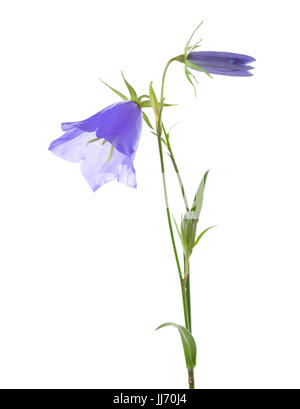 Bellflower isolated on white. Stock Photo