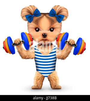 Funny dog training with dumbbell in sport gym Stock Photo