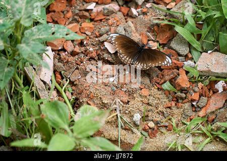 Brown butterfly sitting on red bricks in the nature. Jungle, Vietnam. Stock Photo