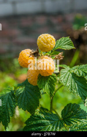 Lots of red ripe yellow raspberries on a bush. Close up of fresh organic berries with green leaves on yellow raspberry cane. Summer garden in village. Stock Photo