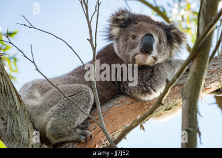 Wild Koala spotted on the Great Ocean Road, Melbourne Victoria Australia Stock Photo