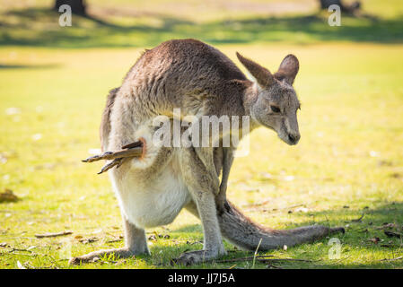 Eastern Grey Kangaroo, (Macropus giganteus), Great Ocean Road, Victoria, Australia Stock Photo