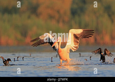 White Pelican coming into land in the Danube Delta Stock Photo