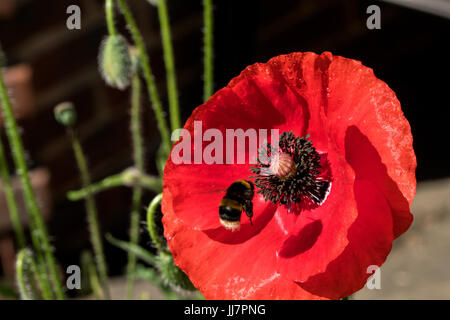 Bee coming into land on a poppy. Stock Photo