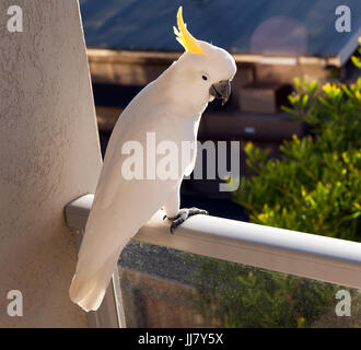 Close-up  of a sulphur-crested cockatoo sitting on the balcony of an apartment in the Lorne Bay View Hotel, Lorne, Victoria, Australia Stock Photo