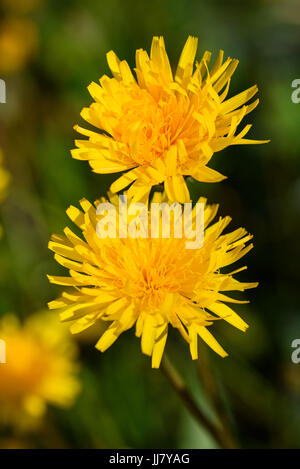 Dandelion flowers on a blurred green background Stock Photo