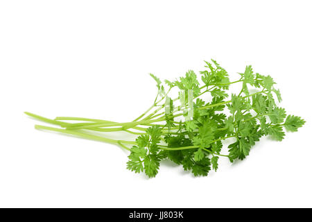 Fresh Chervil bunch isolated on white background Stock Photo