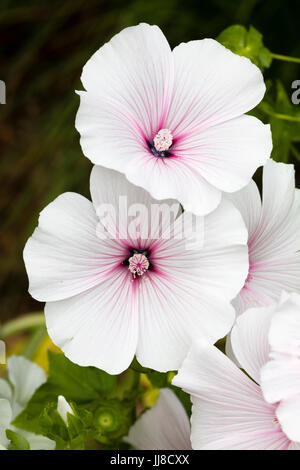 Twin flowers of the hardy annual tree mallow, Lavatera trimestris 'Pink Beauty' Stock Photo