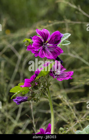 Flower stem of the purple form of the mallow, Malva sylvestris ssp mauritiana Stock Photo