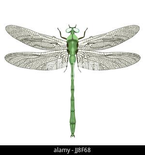 Dragonfly view from above, isolated on white background Stock Vector