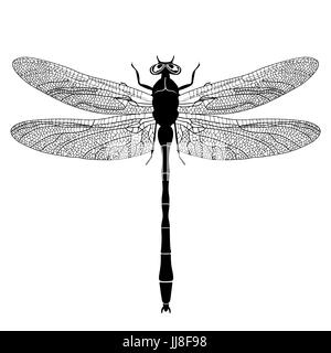 Dragonfly on white background for graphic and web design, Modern simple