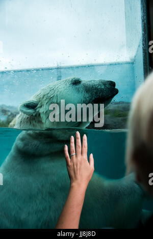 A hand of woman trying to touch a polar bear Stock Photo