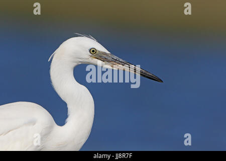 Little egret in the Danube Delta Romania Stock Photo