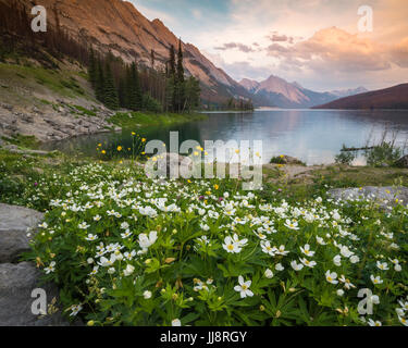 Sunset at Medicine Lake with flowers in the foreground, Jasper National, Park Stock Photo