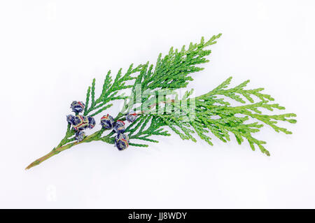 Port-Orford-Cedar, twig with cones / (Chamaecyparis lawsoniana) | Lawsons Scheinzypresse, Zweig mit Zapfen / (Chamaecyparis lawsoniana) Stock Photo