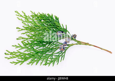 Port-Orford-Cedar, twig with cones / (Chamaecyparis lawsoniana) | Lawsons Scheinzypresse, Zweig mit Zapfen / (Chamaecyparis lawsoniana) Stock Photo