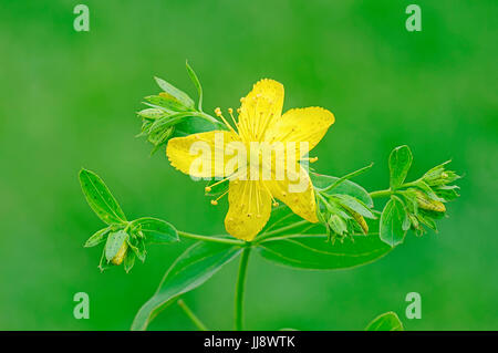 Imperforate St. John's Wort / (Hypericum maculatum)  Geflecktes Johanniskraut / (Hypericum maculatum) Stock Photo