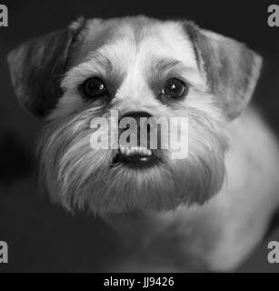 havanese dog  black and white portrait Stock Photo