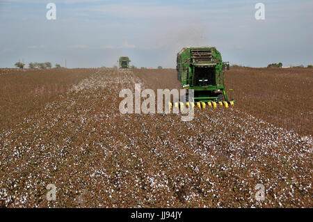 picking cotton in Texas 21-century style Stock Photo