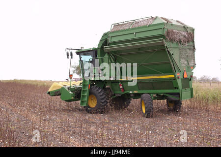 picking cotton in Texas 21-century style Stock Photo