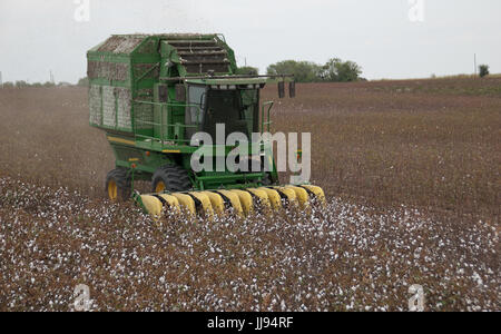 picking cotton in Texas 21-century style Stock Photo