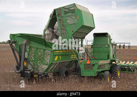 picking cotton in Texas 21-century style Stock Photo