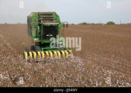 picking cotton in Texas 21-century style Stock Photo