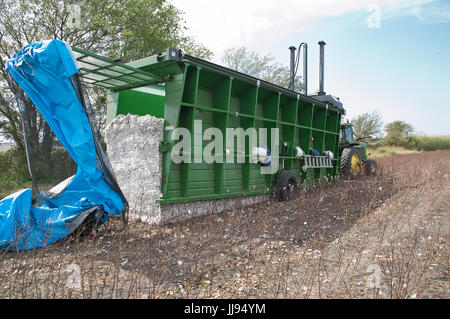 picking cotton in Texas 21-century style Stock Photo