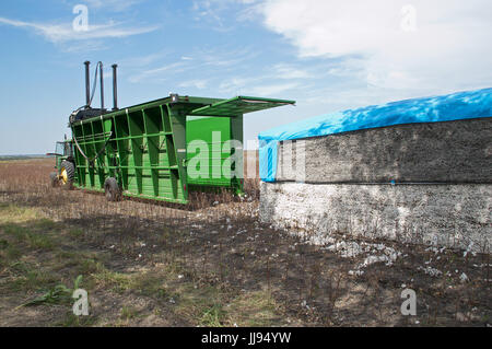 picking cotton in Texas 21-century style Stock Photo