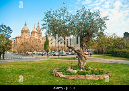 old olive tree on lawn with flowers with National Art Museum of Catalonia at background on spring day in Barcelona, Spain Stock Photo