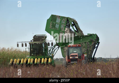 picking cotton in Texas 21-century style Stock Photo