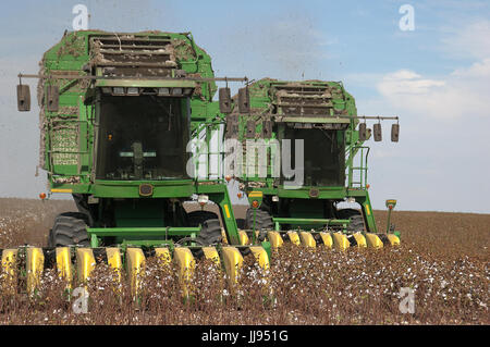 picking cotton in Texas 21-century style Stock Photo