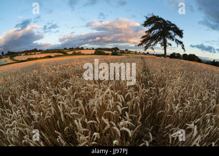 Wheat field and tree at sunset, near Chipping Campden, Cotswolds, Gloucestershire, England, United Kingdom, Europe Stock Photo