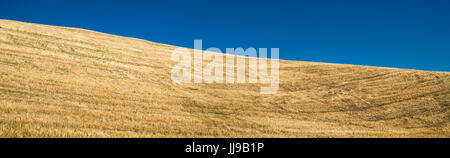 Wheat field cropped background texture Stock Photo