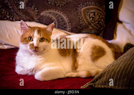 Beautiful orange and white cat relaxing in bed. Stock Photo