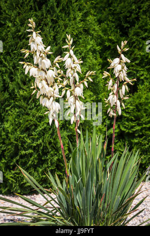 The Yucca Glauca plant blooming in a backyard rock garden in Winkler, Manitoba, Canada. Stock Photo