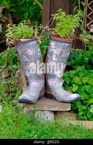 colourful wellington rubber boots in garden Stock Photo - Alamy