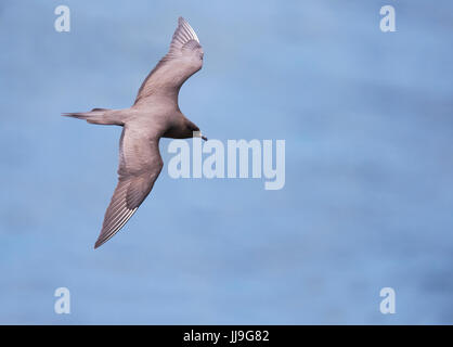 An Arctic Skua (Stercorarius parasiticus) in flight off Shetland, UK Stock Photo