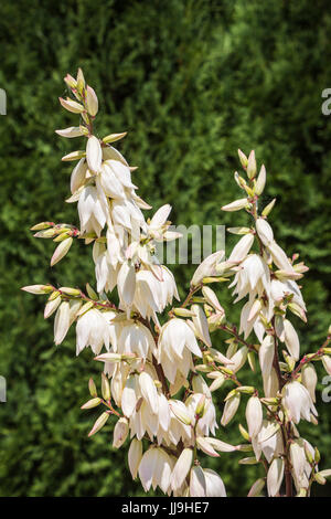 The Yucca Glauca plant blooming in a backyard rock garden in Winkler, Manitoba, Canada. Stock Photo