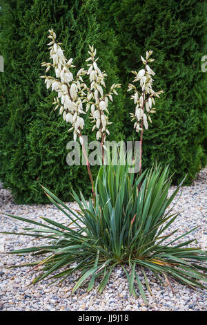 The Yucca Glauca plant blooming in a backyard rock garden in Winkler, Manitoba, Canada. Stock Photo